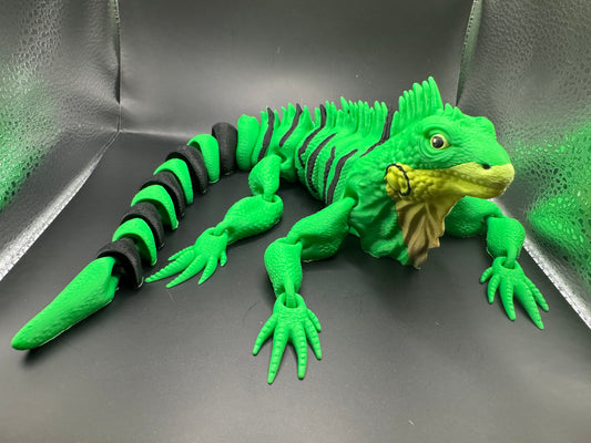 Iguana, Large