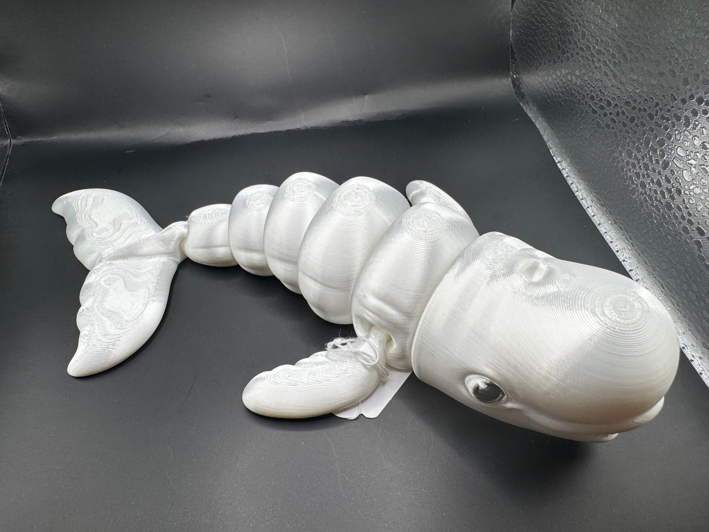 Beluga Whale