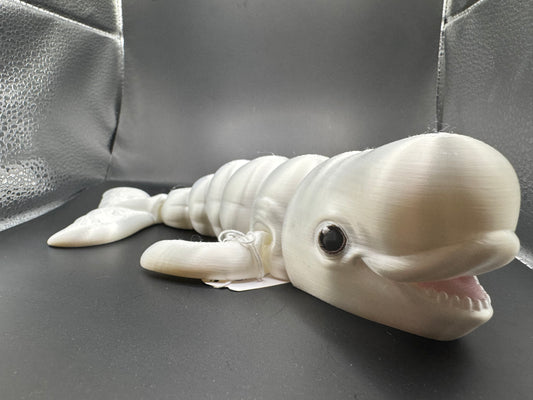Beluga Whale
